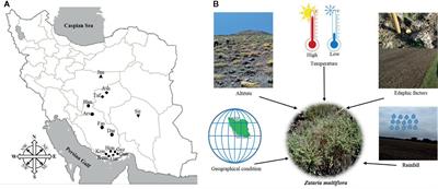 Variation of Secondary Metabolite Profile of Zataria multiflora Boiss. Populations Linked to Geographic, Climatic, and Edaphic Factors